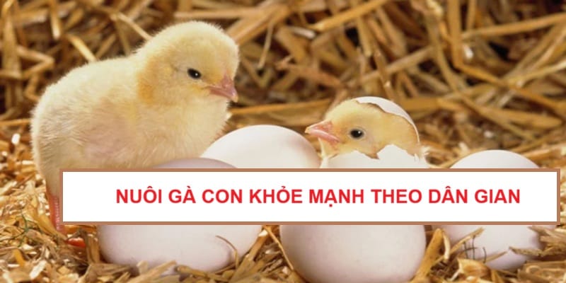 bi-quyet-nuoi-ga-con-khoe-manh-theo-dan-gian