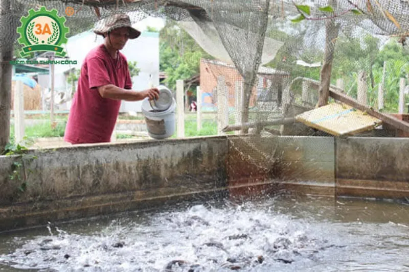 Cá được cho ăn đầy đủ chất dinh dưỡng