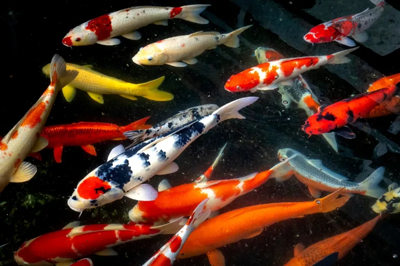 Cá koi