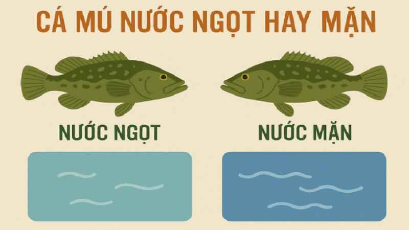 ca-mu-song-nuoc-ngot-hay-man