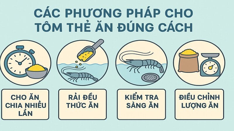 cach-cho-tom-the-an-dung-cach-2 cach-cho-tom-the-an-dung-cach-2
