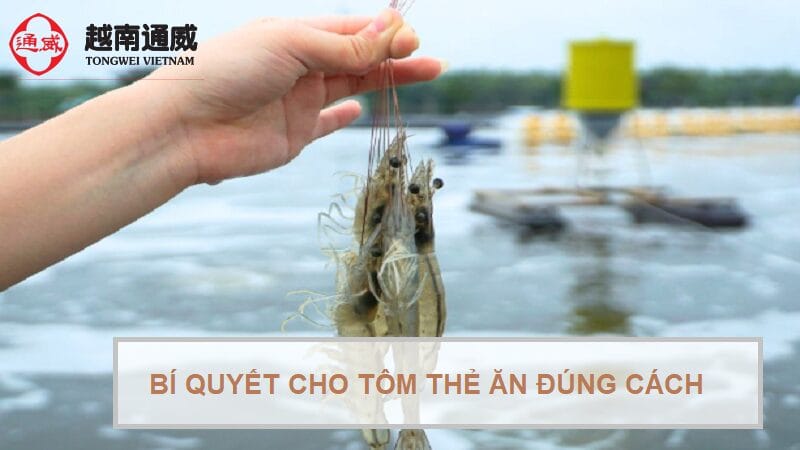 cach-cho-tom-the-an-dung-cach