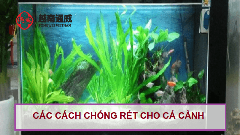 cach-chong-ret-cho-ca-canh-1 cach-chong-ret-cho-ca-canh-1