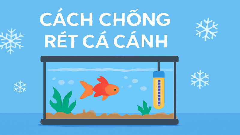 cach-chong-ret-cho-ca-canh cach-chong-ret-cho-ca-canh