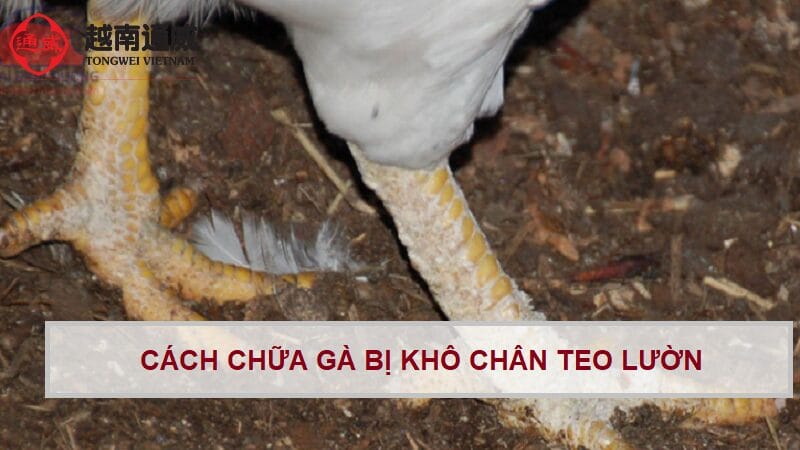 cach-chua-ga-bi-kho-chan-teo-luon