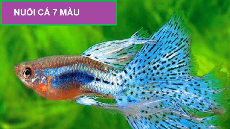 cach-nuoi-ca-7-mau-2