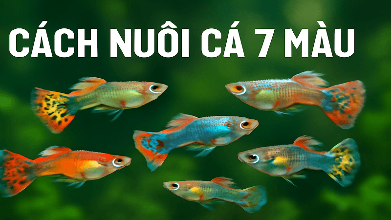 cach-nuoi-ca-7-mau