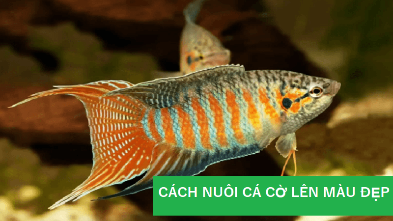 cach-nuoi-ca-co-len-mau-dep