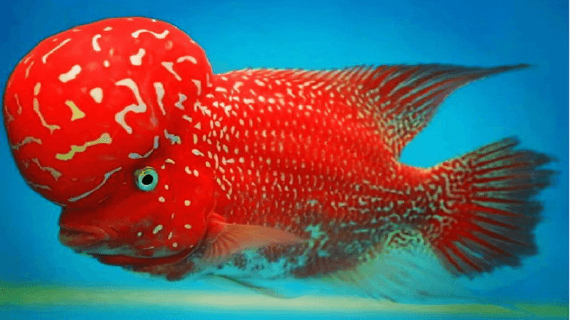 Tại Sao Cá La Hán Lên Đầu Lại Quan Trọng