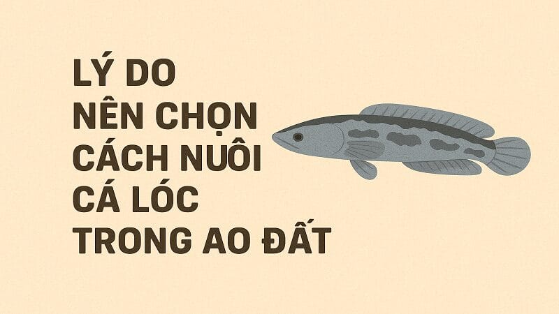 cach-nuoi-ca-loc-trong-ao-dat-1