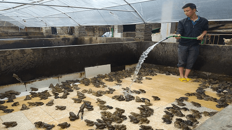Phương Pháp Nuôi Ếch Trong Bể Xi Măng