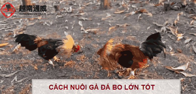 cach-nuoi-ga-da-bo-lon-1