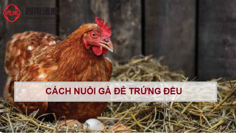cach-nuoi-ga-de-trung-deU-1