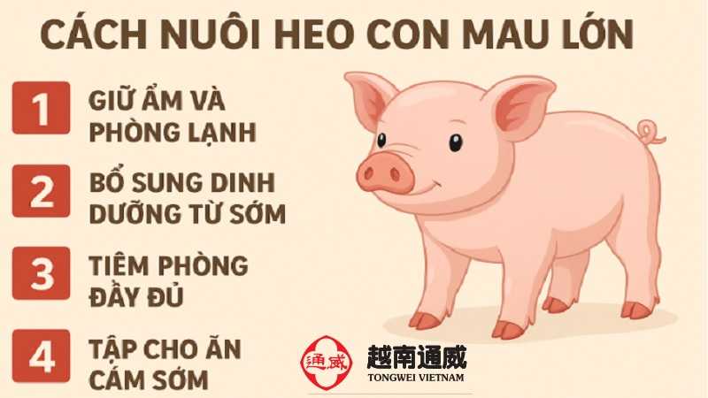 cach-nuoi-heo-con-mau-lon-1