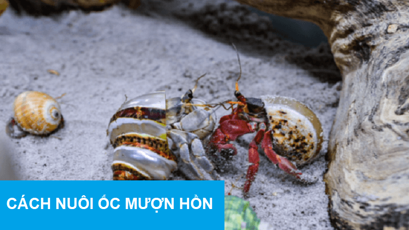 cach-nuoi-oc-muon-hon-dung-cach-1