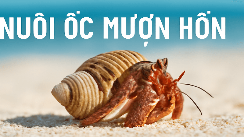 cach-nuoi-oc-muon-hon-dung-cach