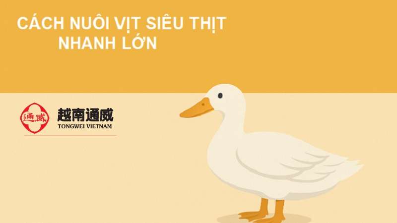 cach-nuoi-vit-sieu-thit-nhanh-lon-2