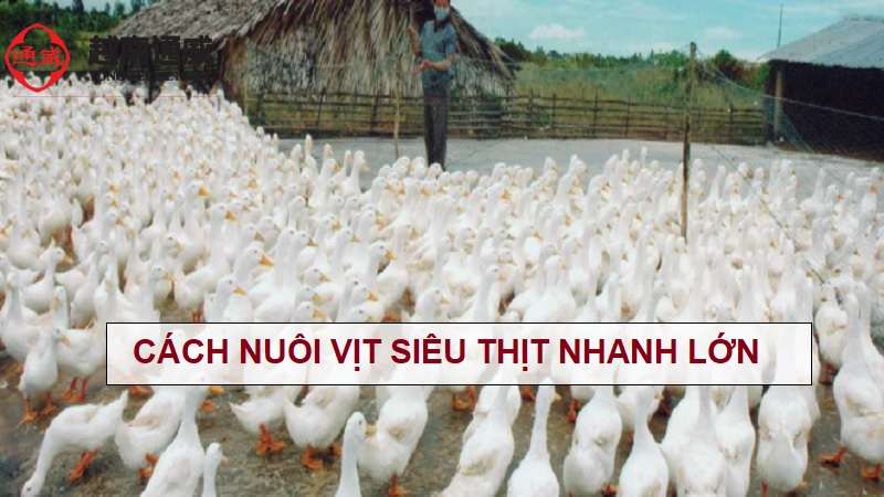 cach-nuoi-vit-sieu-thit-nhanh-lon