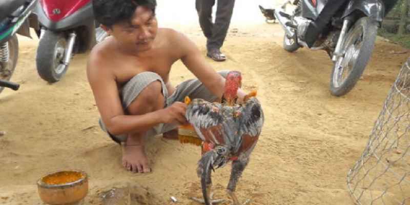 cach-vao-nghe-cho-ga-choi-1