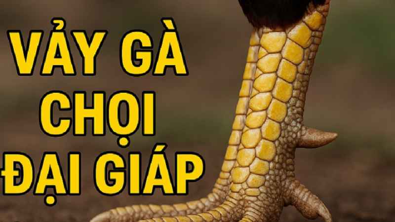 cach-xem-vay-ga-co-hinh-minh-hoa-1 cach-xem-vay-ga-co-hinh-minh-hoa-1