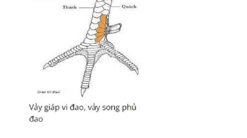 cach-xem-vay-ga-co-anh-minh-hoa-2