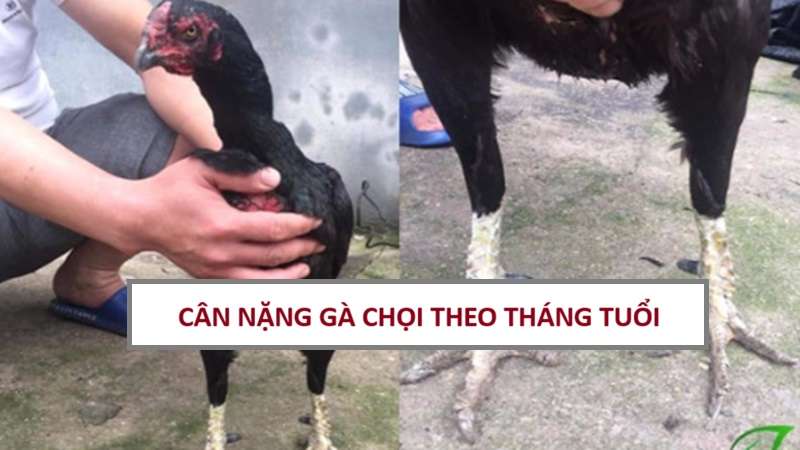 can-nang-ga-choi-theo-thang-tuoi