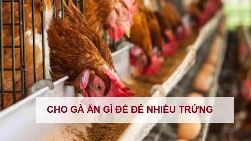 cho-ga-an-gi-de-de-nhieu-trung
