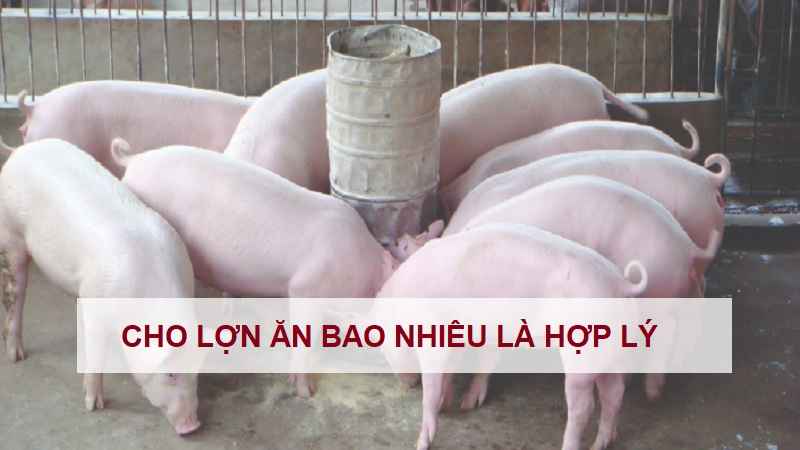 cho-lon-an-bao-nhieu-la-hop-ly-1