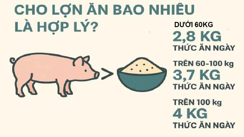 cho-lon-an-bao-nhieu-la-hop-ly