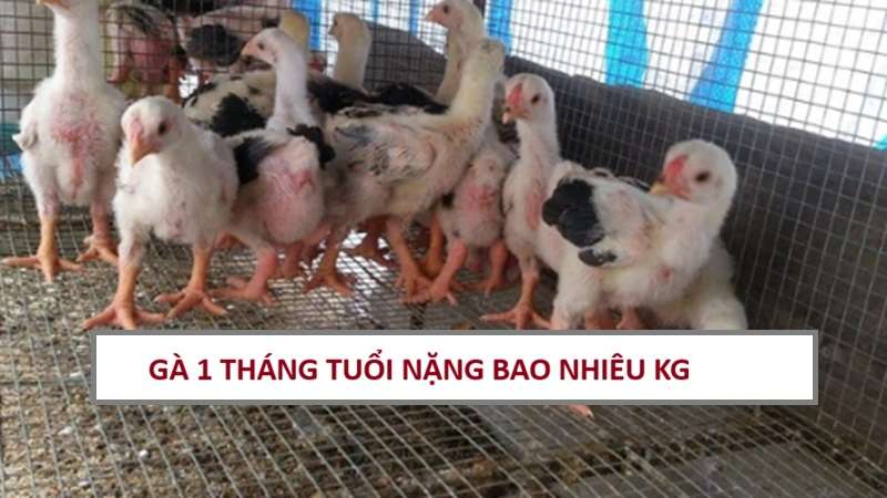 ga-1-thang-tuoi-nang-bao-nhieu-kg