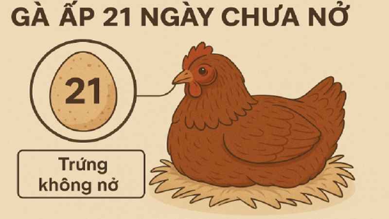 ga-ap-21-ngay-chua-no-1