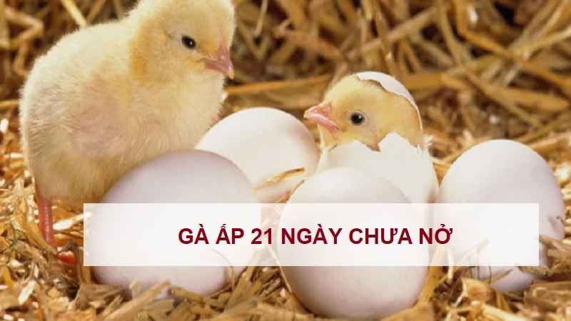 ga-ap-21-ngay-chua-no