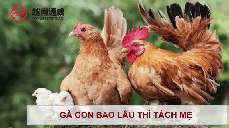 ga-con-bao-lau-thi-tach-me
