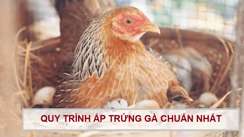 ga-mai-ap-bao-nhieu-ngay-thi-no-1