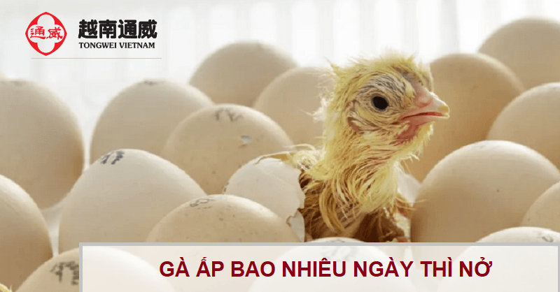 ga-mai-ap-bao-nhieu-ngay-thi-no