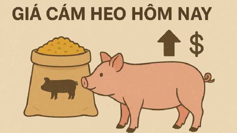 gia-cam-heo-hom-nay