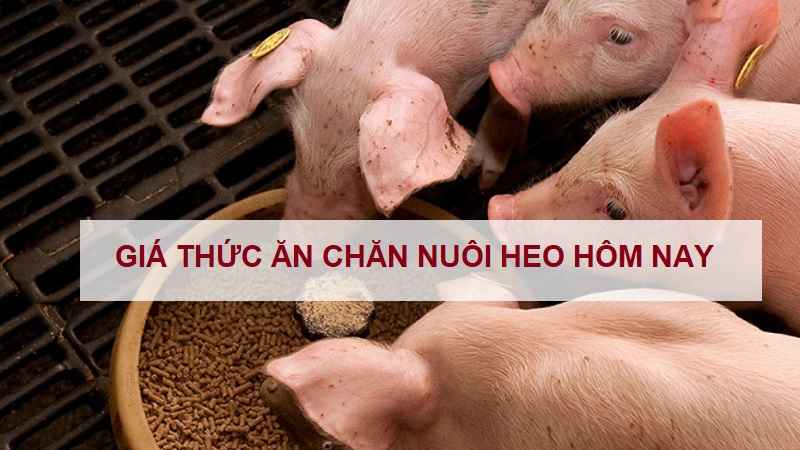 gia-thuc-an-chan-nuoi-heo-hom-nay