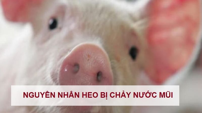 heo-bi-chay-nuoc-mui-1
