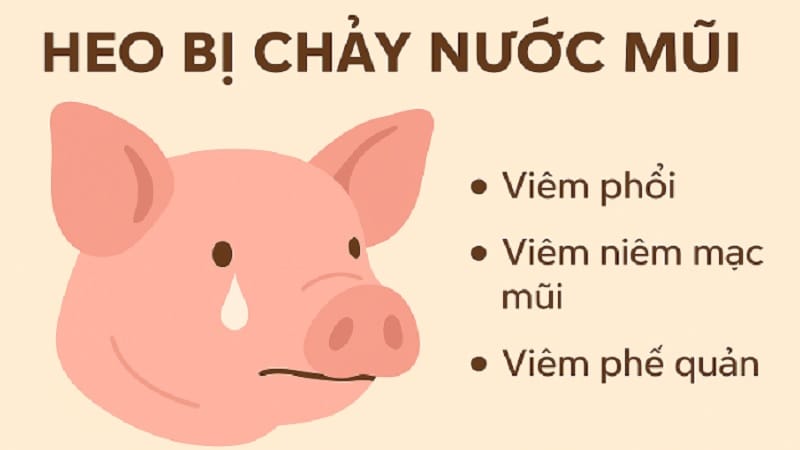 heo-bi-chay-nuoc-mui heo-bi-chay-nuoc-mui