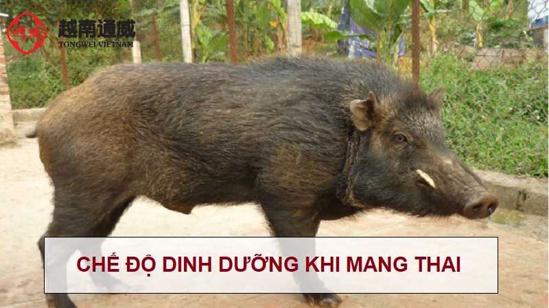 heo-rung-lai-mang-thai-bao-nhieu-ngay-1
