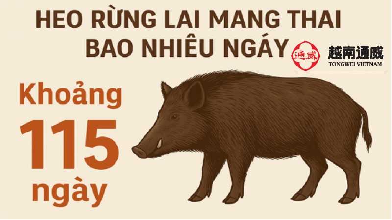 heo-rung-lai-mang-thai-bao-nhieu-ngay-2
