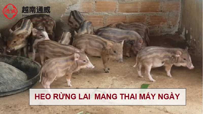 heo-rung-lai-mang-thai-bao-nhieu-ngay