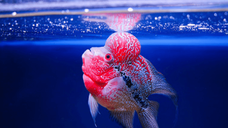 Môi Trường Nuôi Cá La Hán Lên Đầu