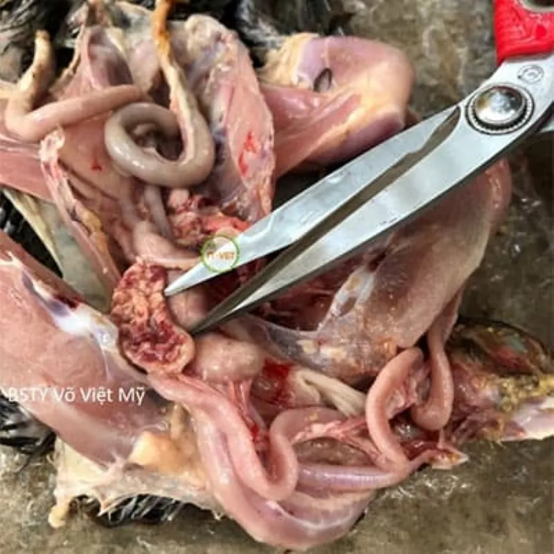 kén ruột ở bệnh đầu đen ở gà