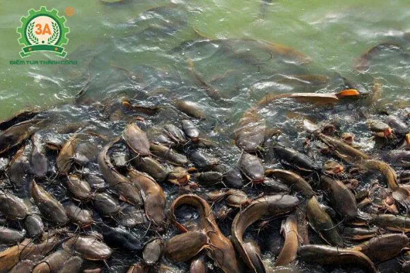 Kiểm tra chất lượng nước trước khi thả cá