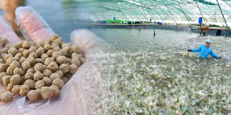 ky-thuat-nuoi-ca-loc-bang-thuc-an-cong-nghiep-1
