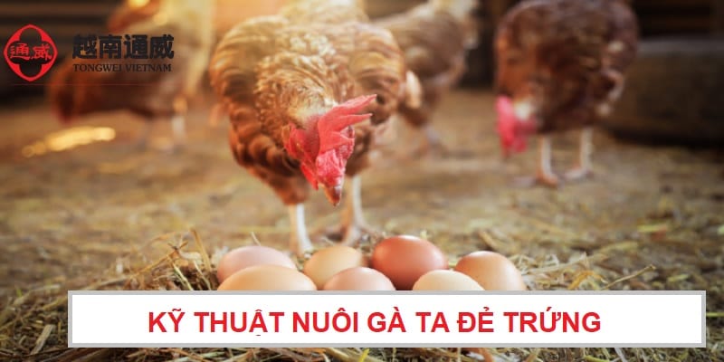 ky-thuat-nuoi-ga-ta-de-trung
