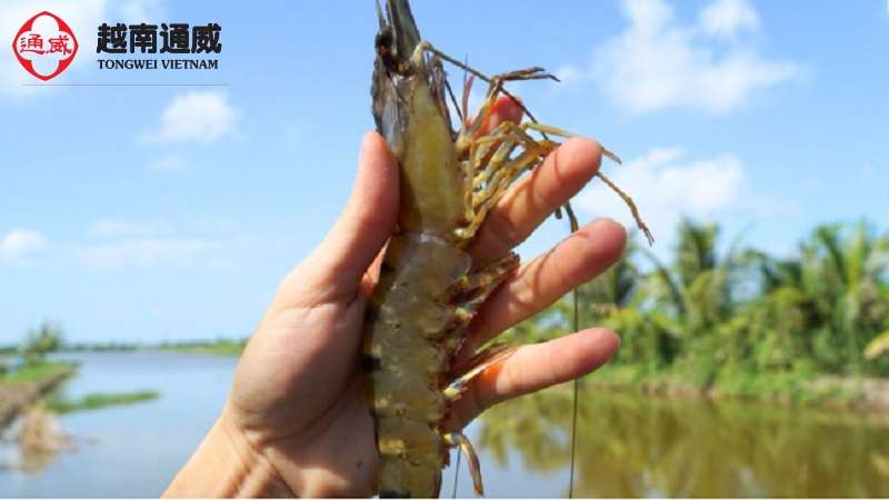 ky-thuat-nuoi-tom-su-nuoc-man-1