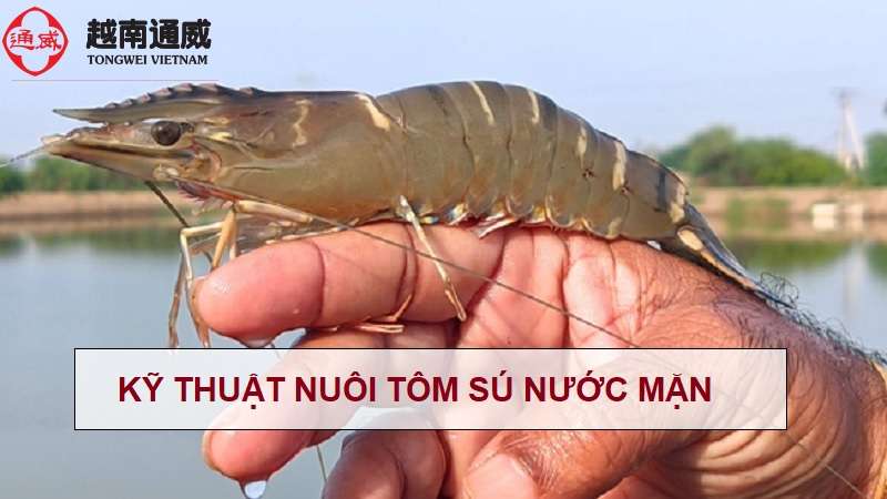ky-thuat-nuoi-tom-su-nuoc-man ky-thuat-nuoi-tom-su-nuoc-man