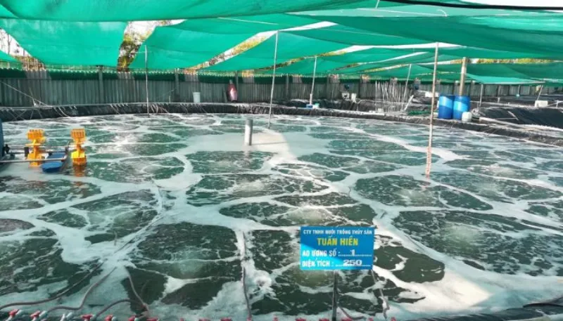 Mô hình chăn nuôi chắn sáo, quăng đầm